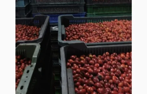 Шипшина ягода свіжа