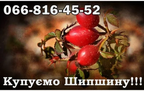 Підприємство закуповує Шипшину оптом!Дорого