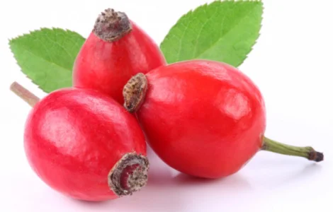 Куплю шипшину