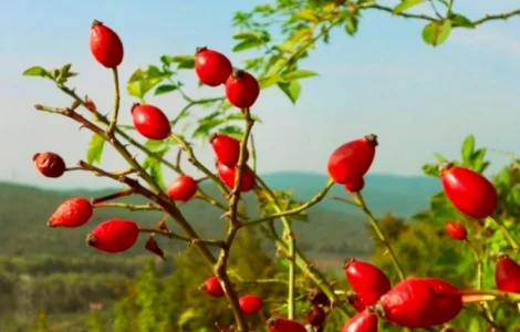 Продам шипшину оптом