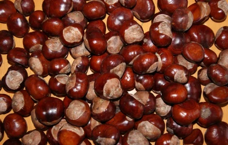 Продам плоды каштана