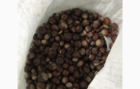 Каштан сухий