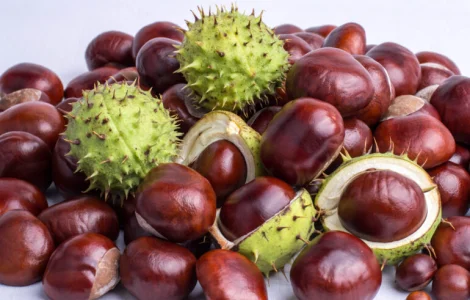 Куплю каштан сирий