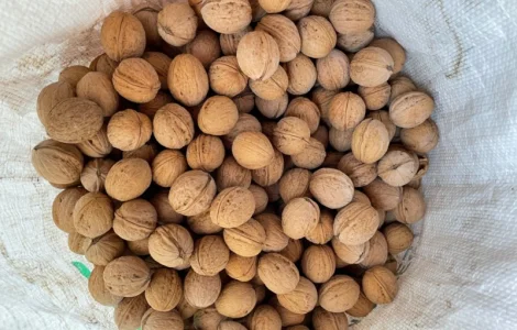 Грецький горіх