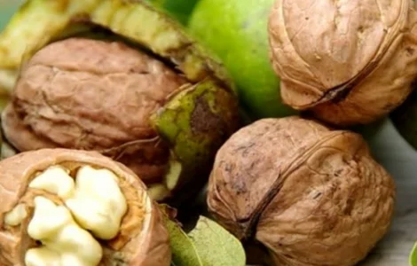 Закуповуємо Горіх