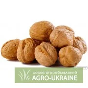 Грецький горіх кругляк