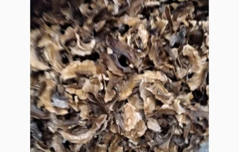 Перетинки-перегородки-перепонки грецького горіха