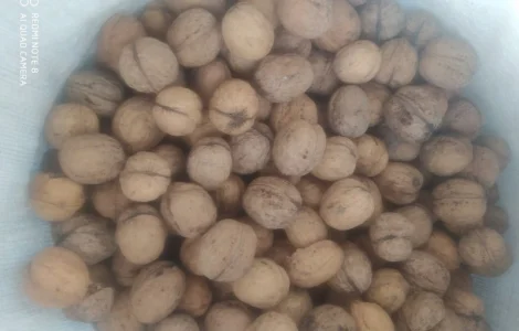 Продам горіх кругляк