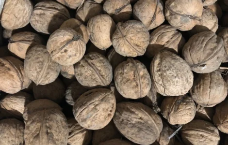 Продам горіх кругляк