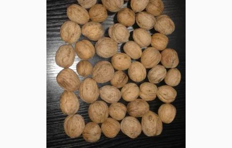 Кругляк и ядро грецкого ореха