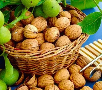 Продам бойний горіх