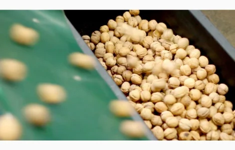 Продам грецький горіх кругляк на Експорт