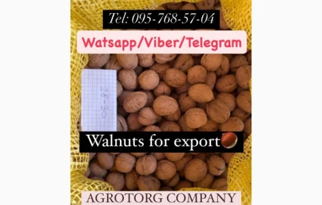 Горіхи волоські в шкаралупі на продаж! Попереднє замовлення доступне!