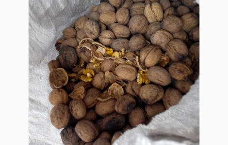 Продам волоський горіх 2024 року