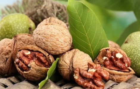 Купую волоський горіх гуртом