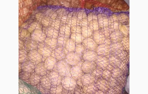 Горіх урожай 2024