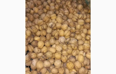 Продам горіхи