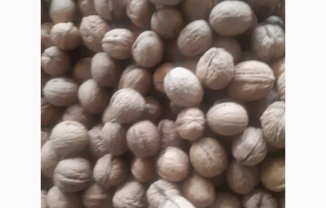 Куплю орех 2024