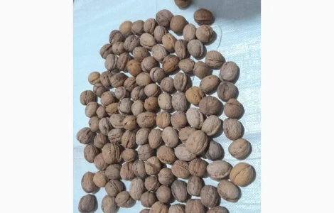 Куплю цілий горіх (кругляк)