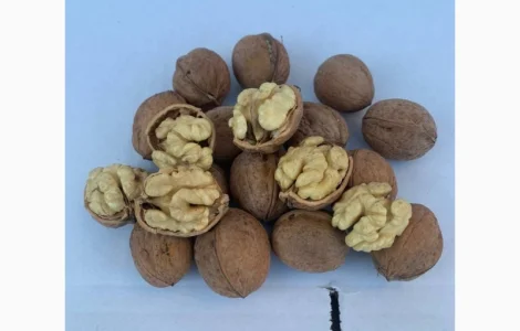 Куплю горіх кругляк врожай 2024