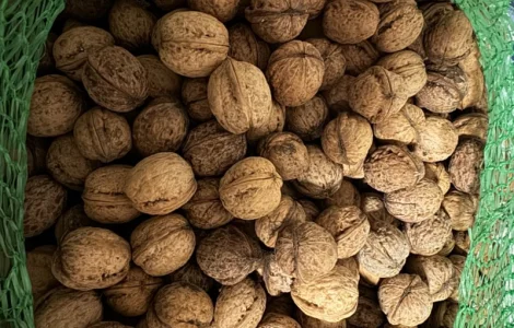 Куплю горіх цілий в обʼємі