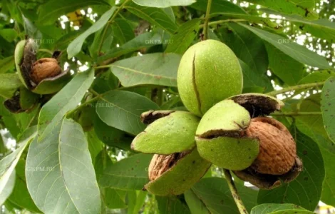 Продам грецький горіх