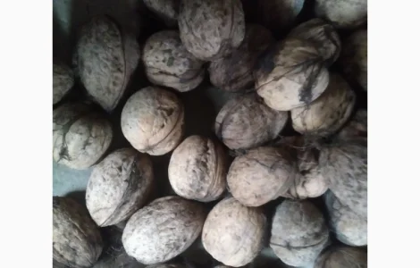 Продам горіхи волоські домашні