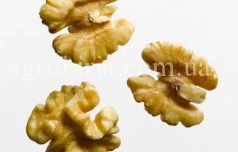 Закупаем круглы год светлую бабочку. Микс.светлый.Четверть. светлую