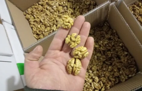 Куплю ядро грецкого ореха.мелкий и крупный опт