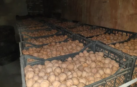 Продам горіх волоський