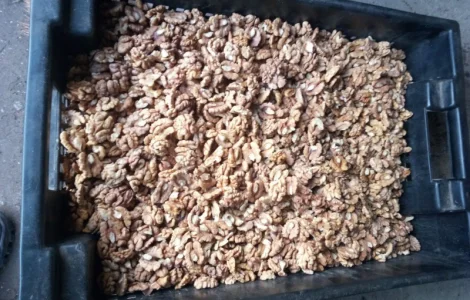 Закупаем светлое ядро. Бабочка. Четверть. Микс любого содержания бабочки.б