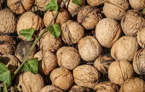 Куплю горіх грецький