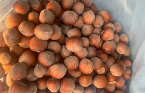 Продам фундук нового урожая