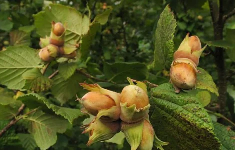 Продаю саженцы фундука