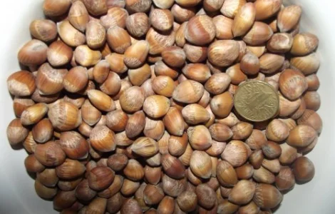 Фундук, ліщина, ведмежий горіх деревовидна ліщина 2024