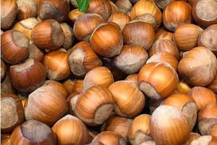 Очищений Фундук Італійські сорти "Tonda di Giffoni' ' ' ' TDL' '
