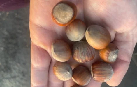 Продам фундук з власного саду нового урожая