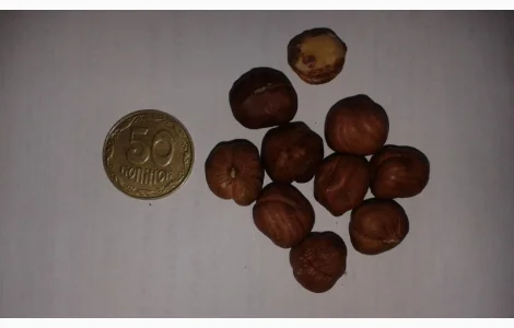 Фундук 13-15, 15, сырой