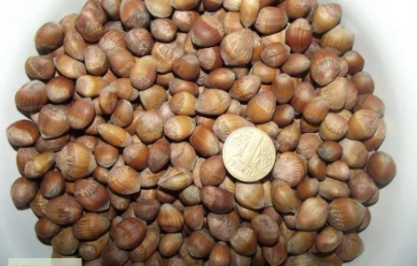 Деревовидна ліщина, лісовий горіх, ведмежий горіх 2024