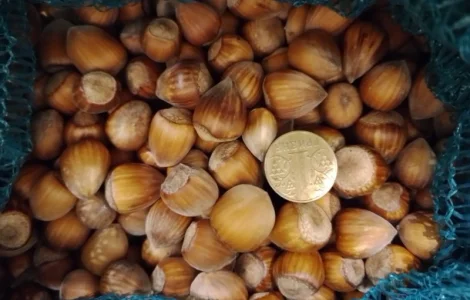 Фундук у шкаралупі (врожай 2024 року)