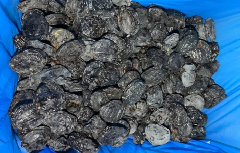 Продам сливу сушену з кісткою