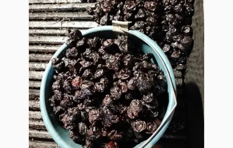 Пропоную чорнослив з кісточкою сушений на дровах. Урожай 2024. Слива черкуша