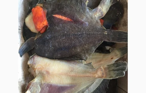 Камбала вяленая