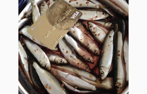 Килька Балтийская