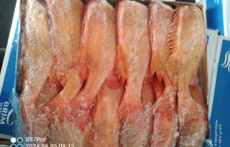 Продам окунь красный 500-700 Исландия