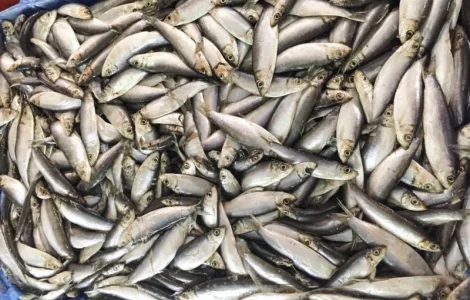 Продам Кильку Балтийская февраль