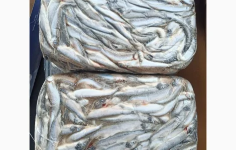 Мойва Норвегія