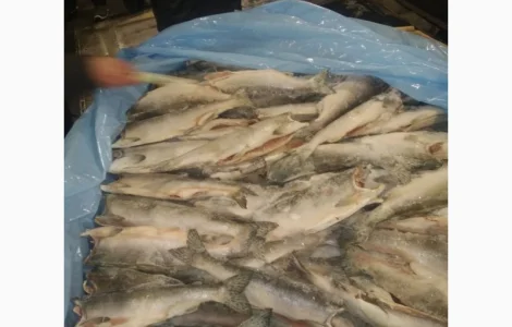 Продается дикая горбуша IQF из США