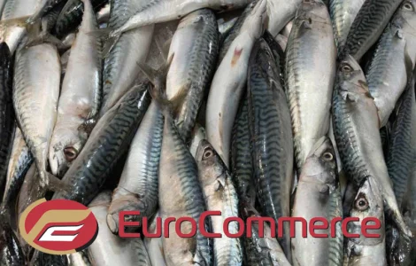 Скумбрія Атлантична оптом. Власний імпорт