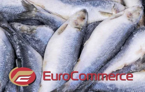 Оселедець Атлантична оптом. Власний імпорт